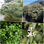 Osmanthus burkwoodii - Burkwood illatcserje