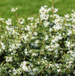 Osmanthus burkwoodii - Burkwood illatcserje