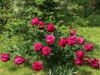 Paeonia officinalis - Pünkösdi rózsa