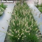 Pennisetum alopecuroides - Tollborzfű fajták