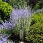 Perovskia atriplicifolia LITTLE SPIRE - Sudárzsálya