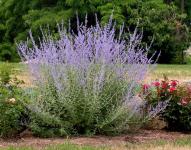 Perovskia atriplicifolia SILVERY BLUE - Sudárzsálya