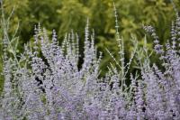 Perovskia atriplicifolia SILVERY BLUE - Sudárzsálya