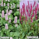 Persicaria Keserűfű