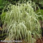 Phalaris arundinacea 'Feesey' csíkos pántlikafű
