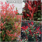 Photinia x fraseri - Korallberkenye fajták