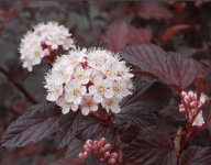 Physocarpus opulifolius DIABLE D'OR 