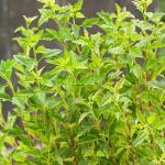 Physocarpus opulifolius LITTLE GREENY®