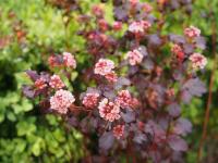 Physocarpus opulifolius LITTLE JOKER®