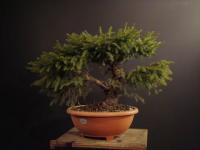 Picea abies NIDIFORMIS - Fészek lucfenyő