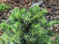 Picea abies TOMPA Törpe luc