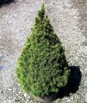 Picea glauca CONICA - Cukorsüvegfenyő