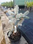 Picea pungens HOOPSII - Ezüstfenyő