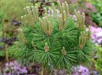 Pinus densiflora LOW GLOW