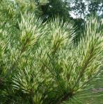 Pinus densiflora OCULUS-DRACONIS