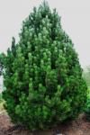 Pinus leucodermis COMPACT GEM Törpe páncélfenyő