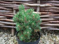 Pinus mugo HUMPY