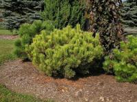 Pinus mugo WINTER GOLD