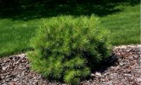 Pinus nigra KARACA BALL