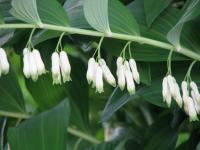 Polygonatum multiflorum - Fürtös salamonpecsét