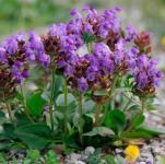 Prunella Grandiflora - Gyíkfű