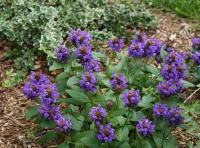 Prunella Grandiflora - Gyíkfű