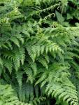Pteridium aquilinum – Saspáfrány
