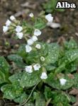 Pulmonaria - Tüdőfű