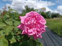 Rosa rugosa Angelia Pink