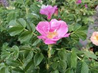 Rosa rugosa Angelia Pink