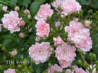Rosa Talajtakaró rózsa  fajták