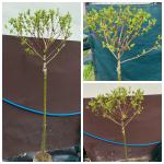 Salix integra HAKURO NISHIKI - Törzses Japán Fűzfa