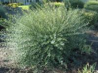 Salix purpurea NANA - Törpe csigolyafűz