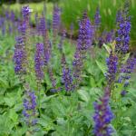 Salvia nemorosa Mainacht - Ligeti zsálya