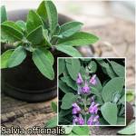 Salvia officinalis - zsálya fajták