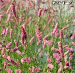 Sanguisorba - Vérfű fajták