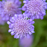 Scabiosa columbaria - Galambszínű ördögszem