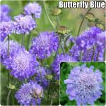 Scabiosa columbaria - Galambszínű ördögszem