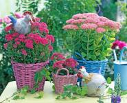 Sedum telephium - Varjúháj fajták