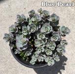 Sedum telephium - Varjúháj fajták