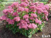 Sedum telephium - Varjúháj fajták