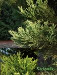 Sequoiadendron giganteum Hegyi mamutfenyő