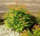 Sorbaria sorbifolia SEM - Tollas gyöngyvessző