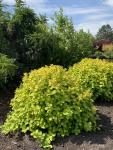 Spiraea betulifolia Gyöngyvessző TOR fajták