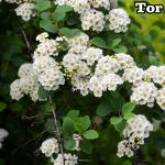 Spiraea betulifolia Gyöngyvessző TOR fajták