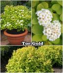 Spiraea betulifolia Gyöngyvessző TOR fajták