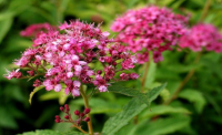 Spiraea japonica - ANTHONY WATERER