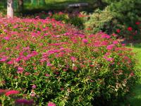 Spiraea japonica - ANTHONY WATERER