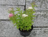 Spiraea japonica GENPEI/SHIROBANA