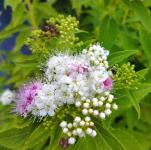 Spiraea japonica GENPEI/SHIROBANA